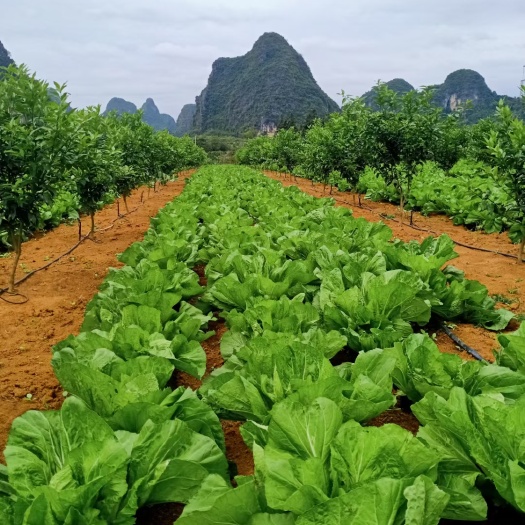 广西产地包心芥菜  大量供应芥菜