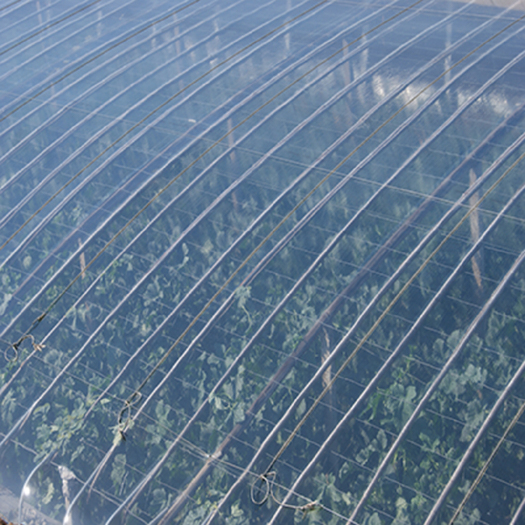 莘县 金蚂蚁PO膜蔬菜水果大棚膜农用薄膜塑料布不含保温剂10丝出口