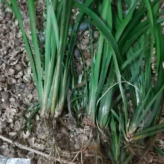 隆回县石菖蒲苗 石菖蒲种苗