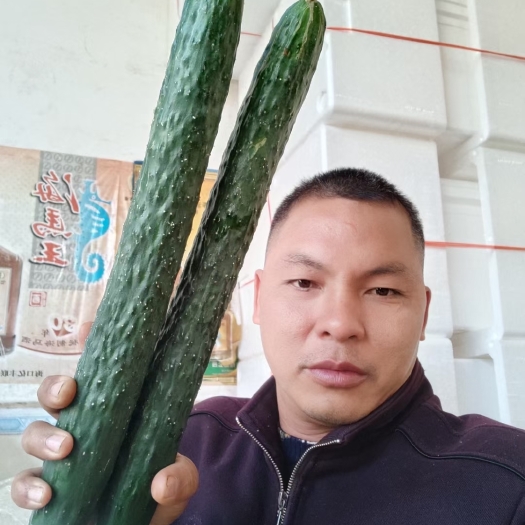 徐闻县 黄瓜  青瓜  冬春季节有货