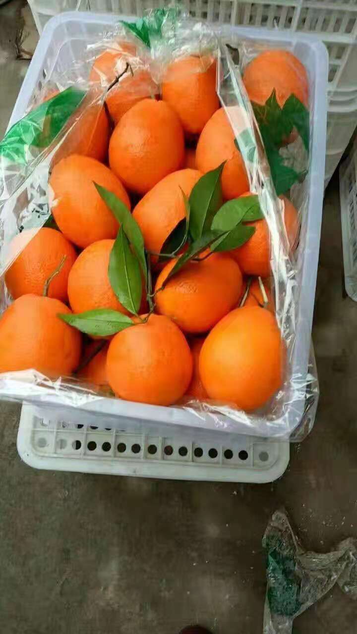 脐橙，产地直销，无中间商。