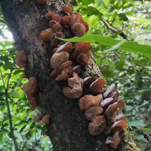 勐海县红木耳 木耳
