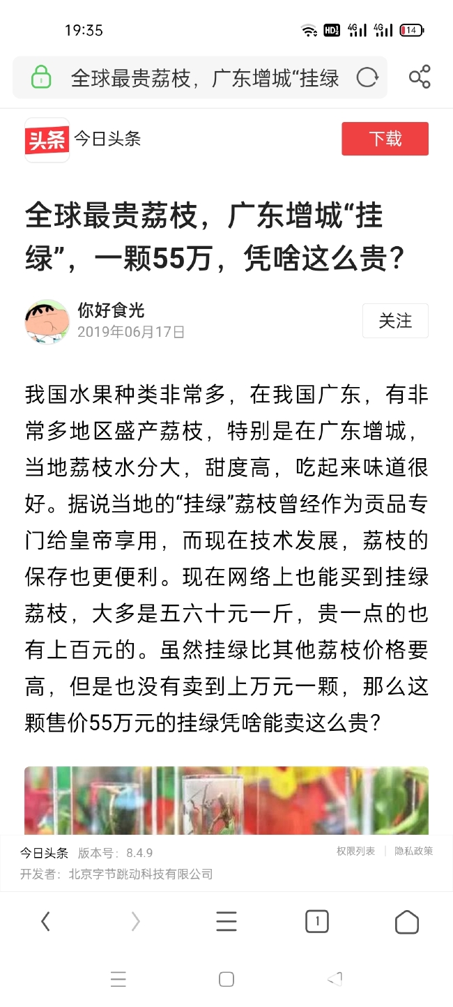 增城挂绿荔枝苗  增城挂绿