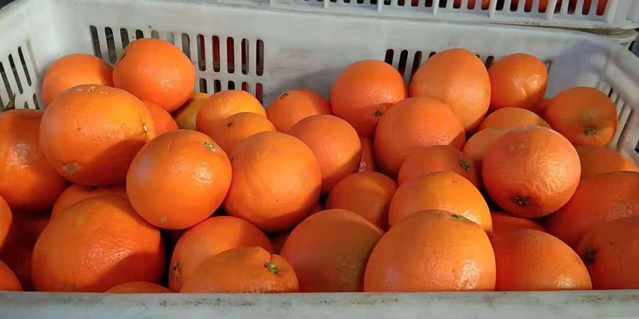 脐橙，产地直销，无中间商。
