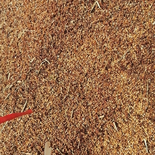 朝阳县 出售红高粱，米粮