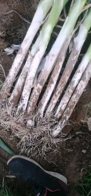 邯郸长白大葱