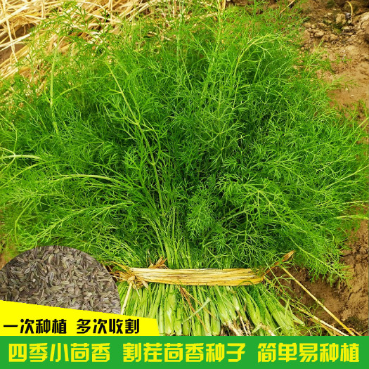 济南 割茬茴香种子 茴香种籽 四季菜大全春夏秋 冬季蔬菜菜种籽