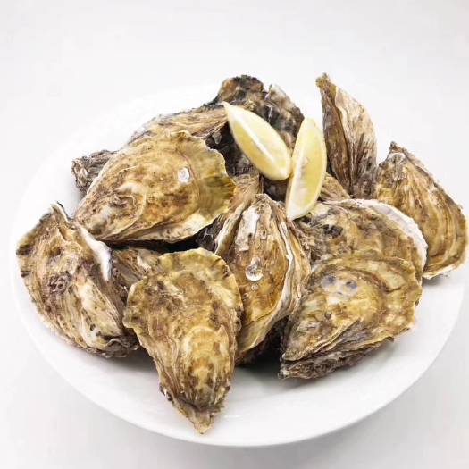 乳山市三倍体/水产/山东/威海/乳山/生蚝/净化蚝奥林匹亚牡蛎鲜活