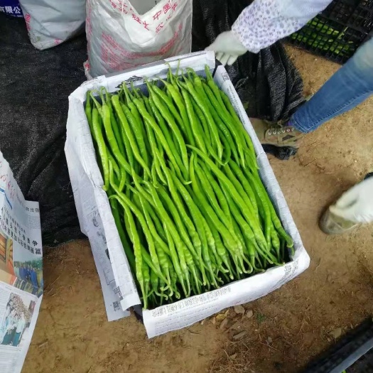 景洪市二荆条 二金条，辣椒大量上市