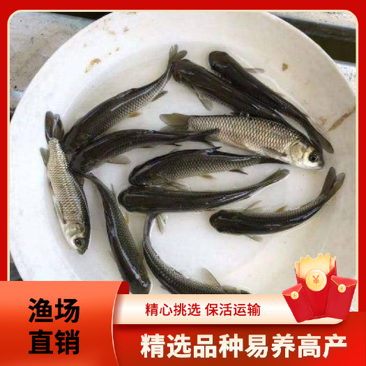 广州广州批发 草鱼苗 鲩鱼苗 脆鲩鱼苗，淡水四大家鱼 油鲩鱼苗