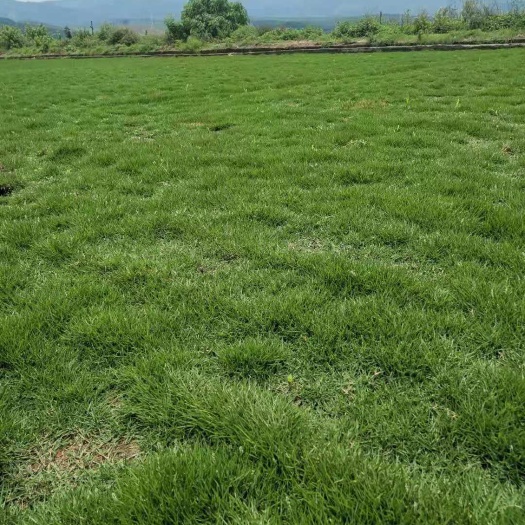 思茅马尼拉草皮  草坪（马尼拉）