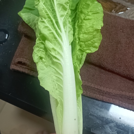 广州小白菜 广东省广州市白云区 20~25cm 