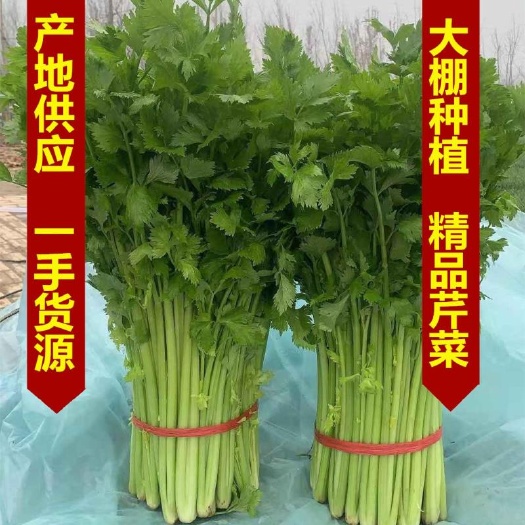 砀山县砀山县优质西芹，产地直销，供应全国，诚实第一，事实报价