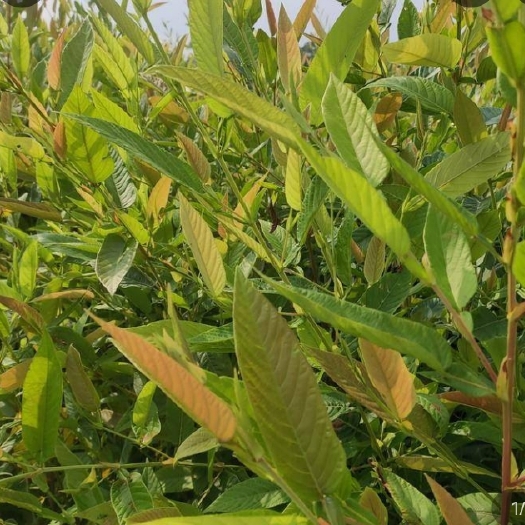 容县 葫芦茶