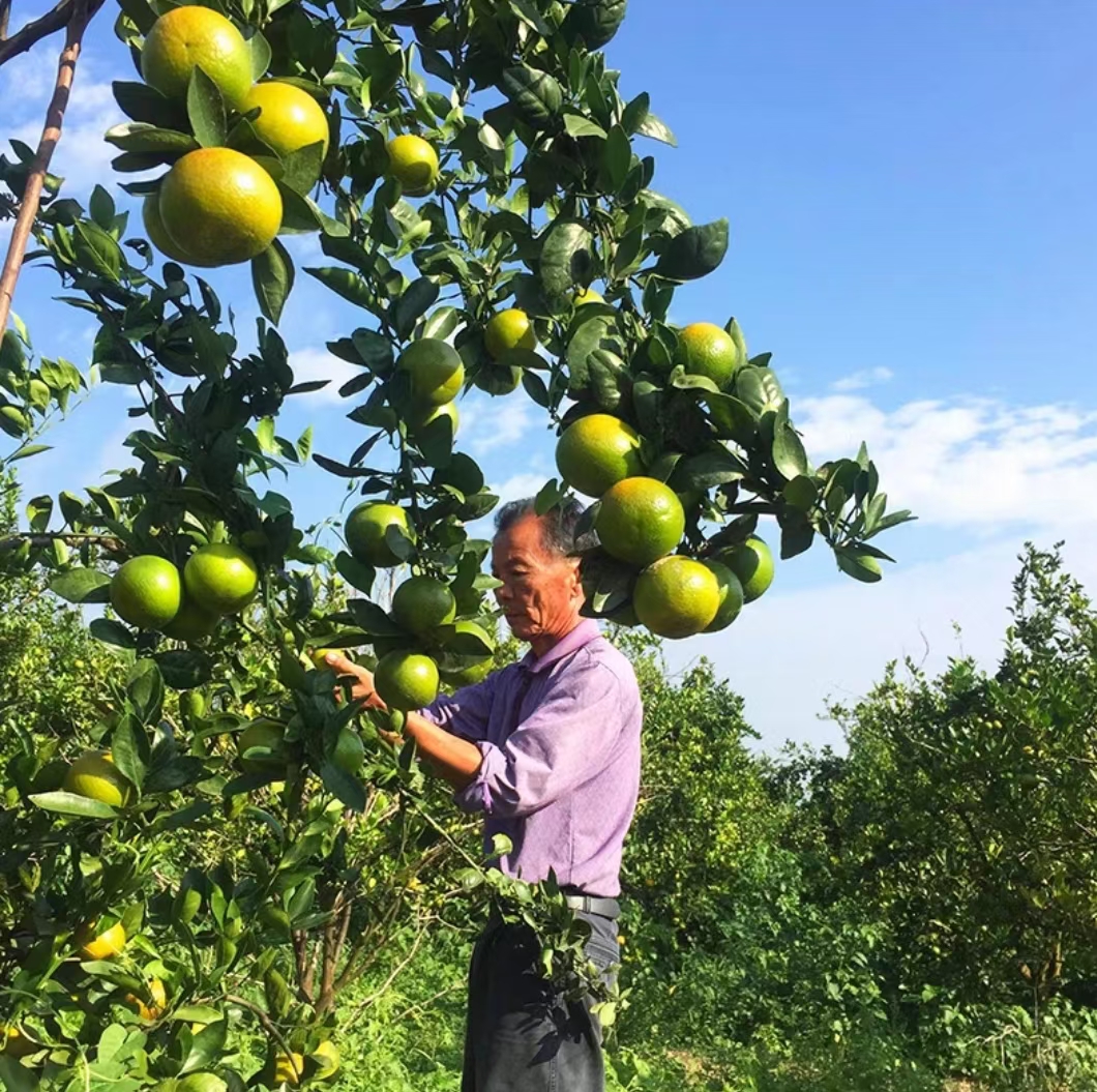 皇帝柑苗正品嫁接苗带土带叶发货 苗壮根系好易成活 果肉清甜