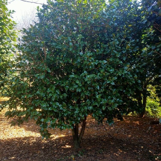 嵊州市 美人茶茶花100--250出售