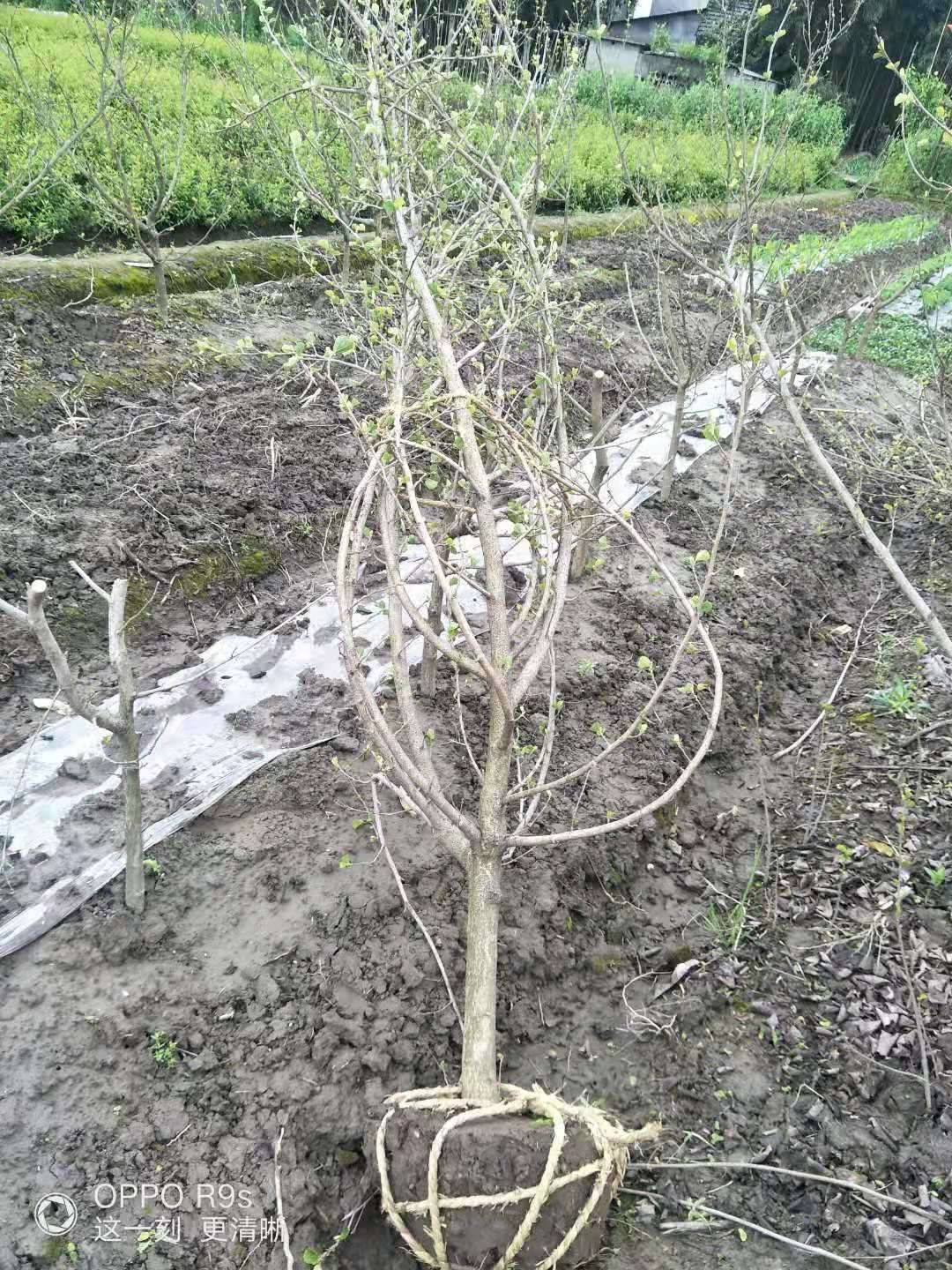 红叶碧桃  供应碧桃，桃花，桃树，紫叶桃红叶花桃