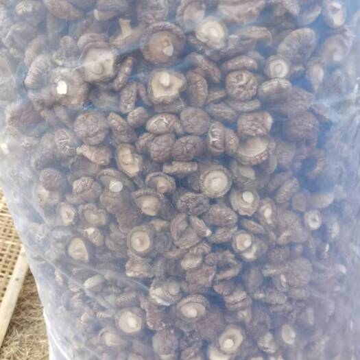 汝阳县光面菇 河南省洛阳市汝阳县 干香菇 