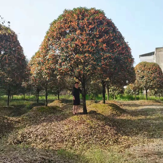 嵊州市 丹桂高杆，高杆桂