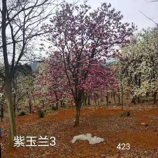 嵊州市二乔玉兰，紫玉兰，红玉兰，白玉兰，黄玉兰，玉兰出售