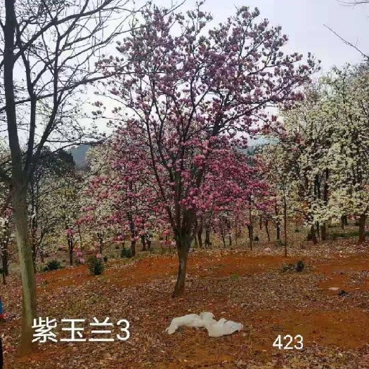 二乔玉兰,紫玉兰,红玉兰,白玉兰,黄玉兰,玉兰出售