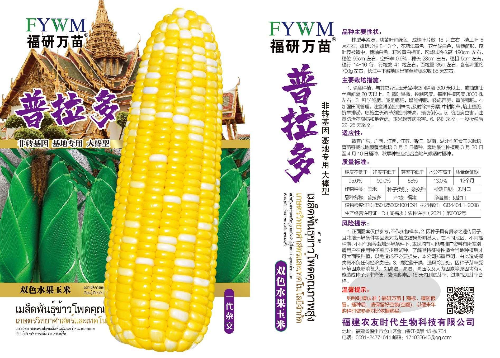 余干县八强十号  普拉多双色水果玉米种子，大棒型。