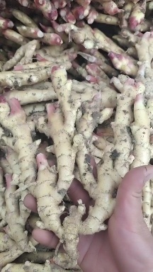 临泉县安徽阜阳小黄姜姜母老姜大黄姜姜种产地直发