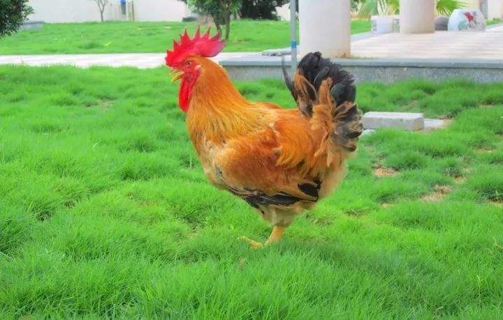 昆明 K9鸡苗 云南正宗大型k9鸡苗抗病能力强，大型孵化场直供