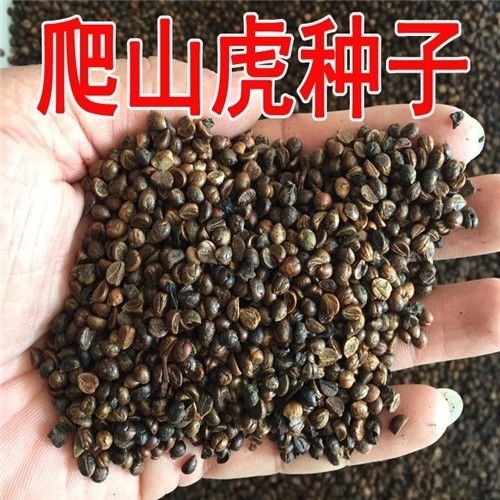 沭阳县爬山虎种子爬牵藤攀援植物爬围墙虎盆栽四季常青三叶五叶地锦种