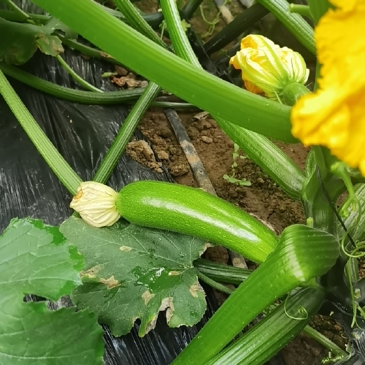 海阳市西葫芦优质西葫芦