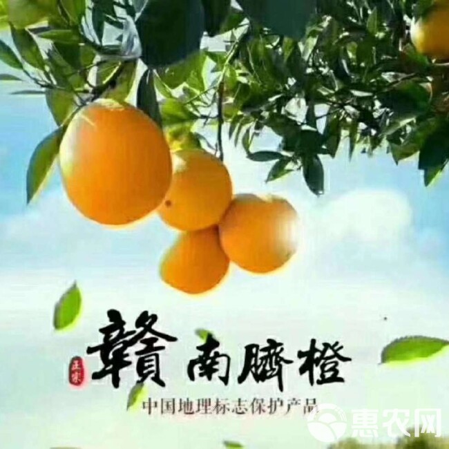 脐橙 果园直发