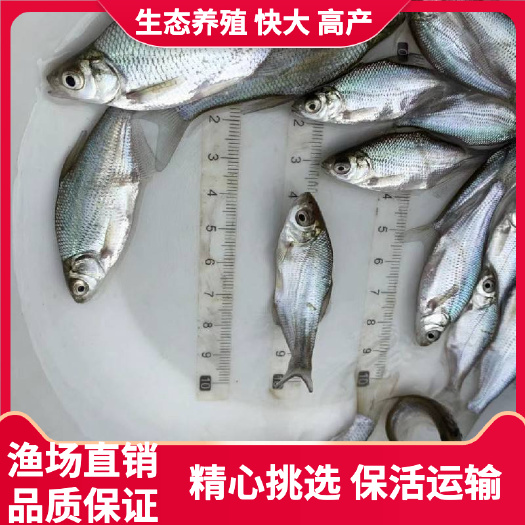 广州广州批发，武昌鱼苗，沙边鱼苗，鳊鱼苗，三角鲂鱼苗