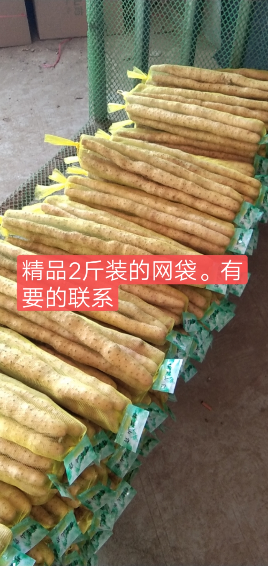 饶阳县新鲜小白嘴山药 直供 精选优质根茎蔬菜
