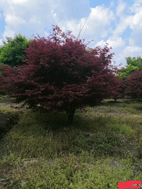 中國(guó)紅楓 供應(yīng)叢生紅楓，叢生雞爪槭，矮分支紅楓雞爪槭