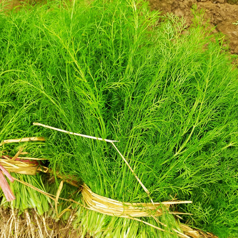  割茬茴香种子 茴香种籽 四季菜大全春夏秋 冬季蔬菜菜种籽