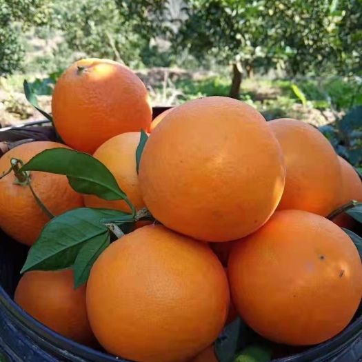 锦蜜冰糖橙苗  特早品种，上糖早，上市早，价格高，果大均匀易