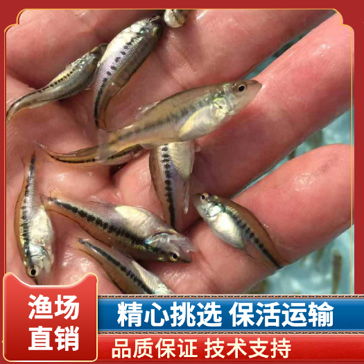 广州加州鲈鱼苗，优鲈水花，驯化食料，技术支持基地直供