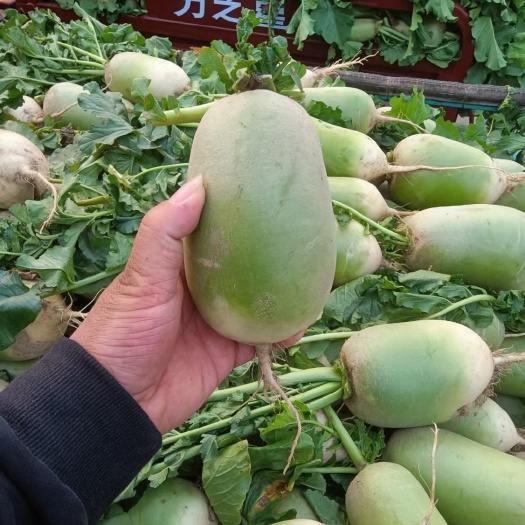 开封 精品青萝卜，走电商，超市，市场，加工厂，养殖厂，万亩基地直供