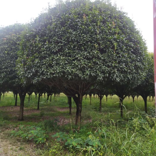 嵊州市 供应高杆桂花，高杆八月桂金桂300-500