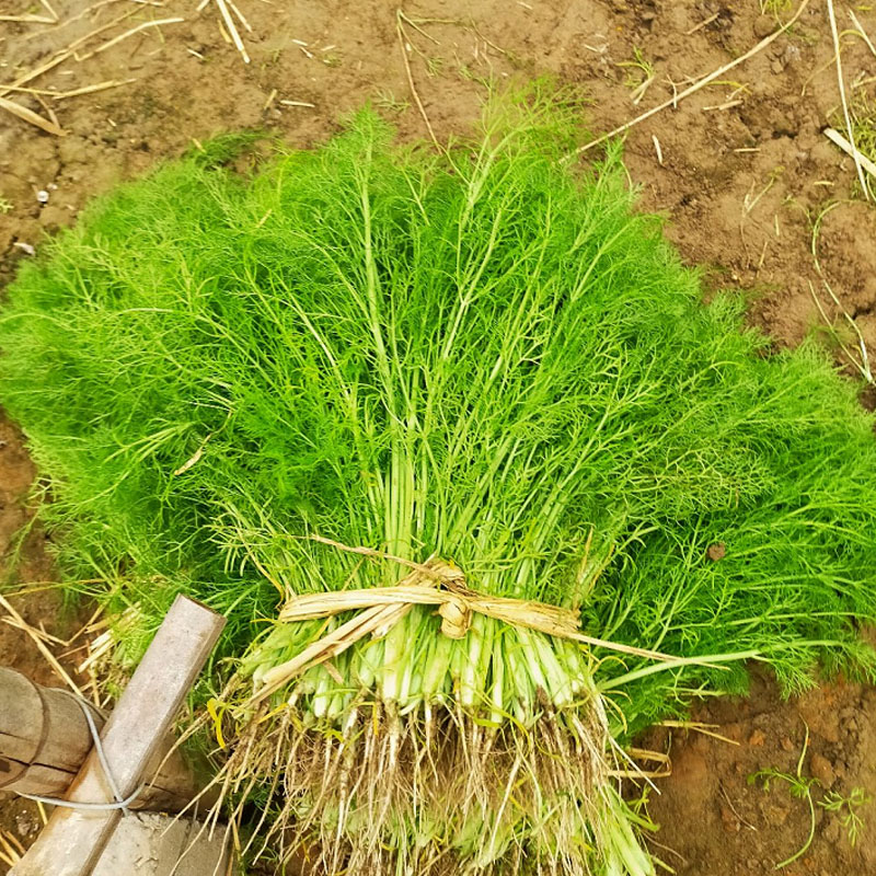  割茬茴香种子 茴香种籽 四季菜大全春夏秋 冬季蔬菜菜种籽