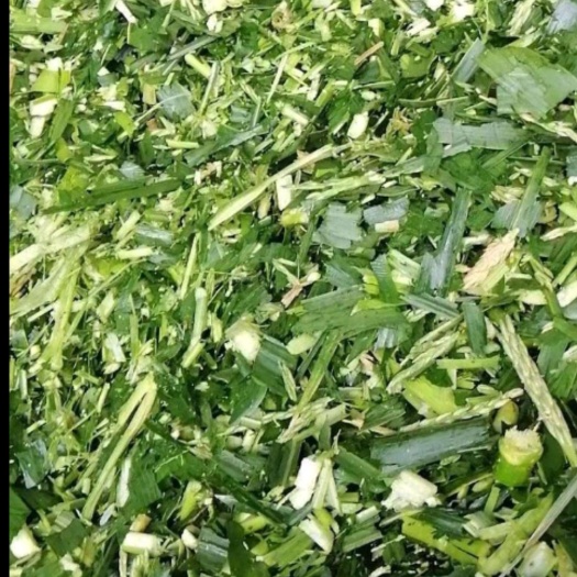 重庆市玉米青贮