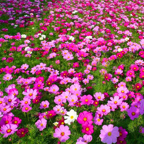 波斯菊種子 四季易種庭院陽臺(tái)種子景觀花海