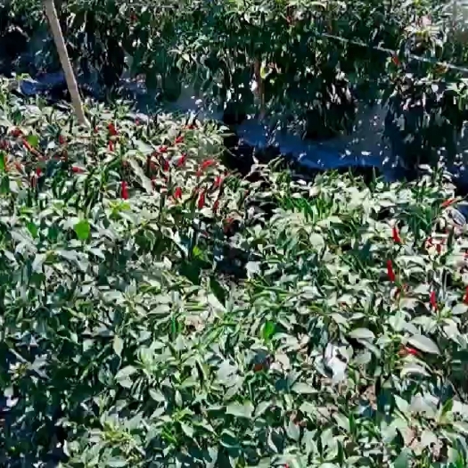 红河县朝天椒  椒中玉，不易腐坏，颜色亮，皮厚多子，降价中