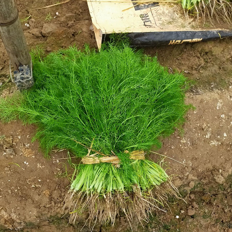  割茬茴香种子 茴香种籽 四季菜大全春夏秋 冬季蔬菜菜种籽