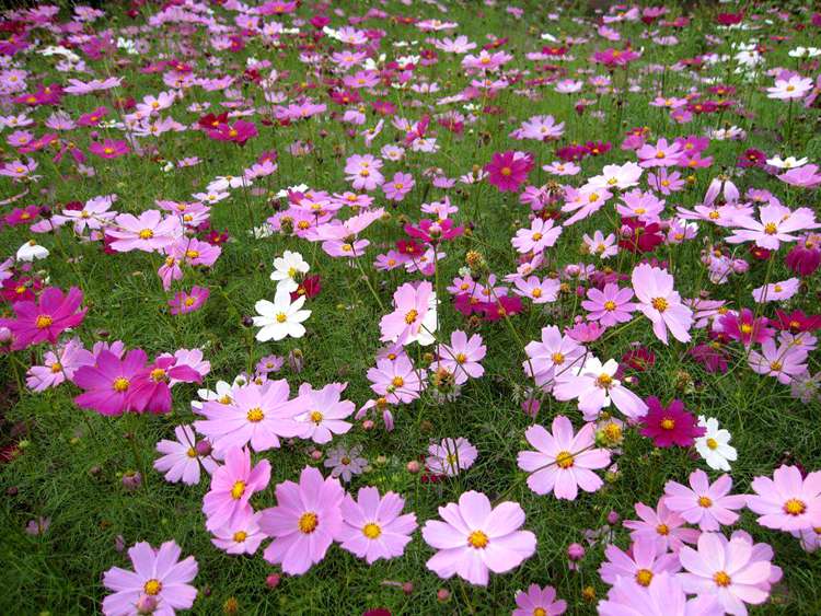 波斯菊種子 四季易種庭院陽臺(tái)種子景觀花海