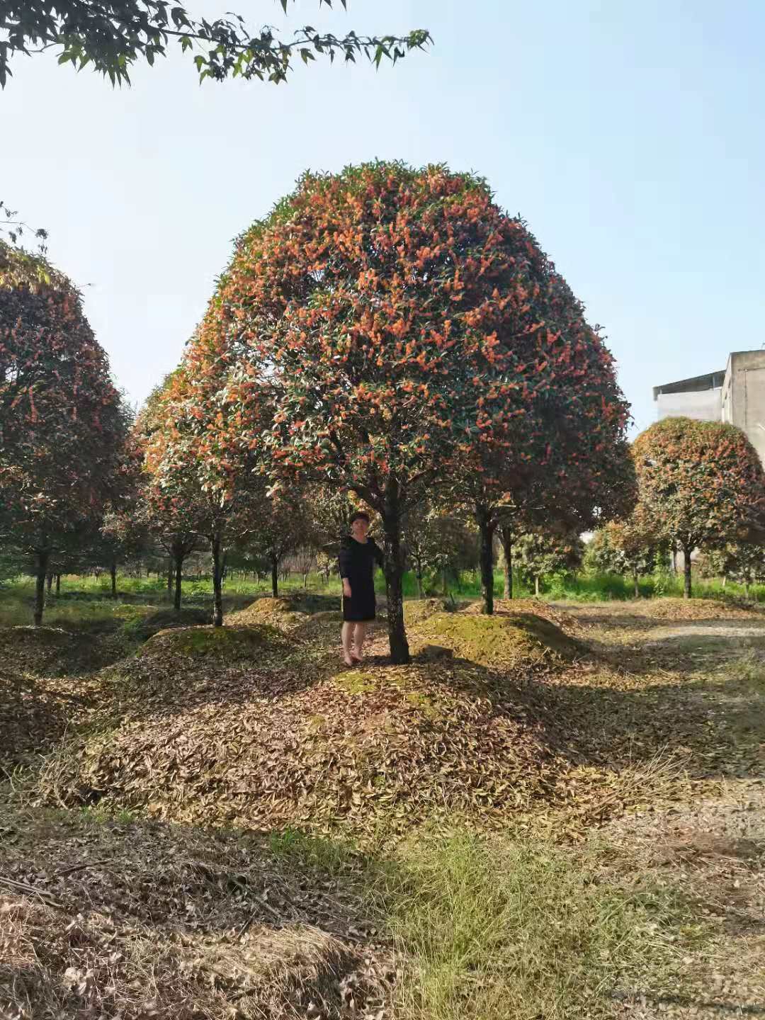  供应高杆桂花，高杆八月桂金桂300-500