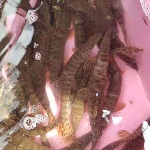 赣州花泥鳅  江西副沙鳅