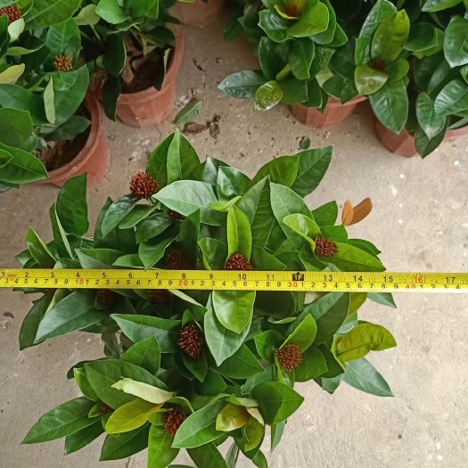 广州250龙船花，中花苞