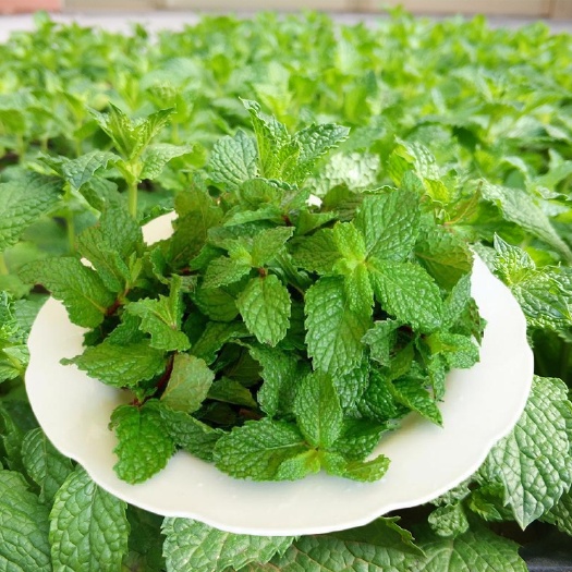 沭阳县薄荷种子食用薄荷种子 留兰香薄荷种籽四季易种驱蚊植物花卉种