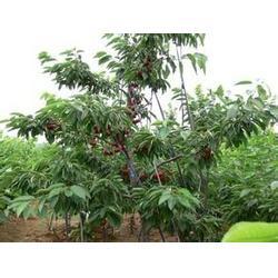 烟台美早苗 樱桃树（美早）5至7年成年树